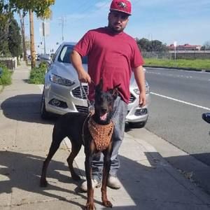 Meet your Posher, Hector